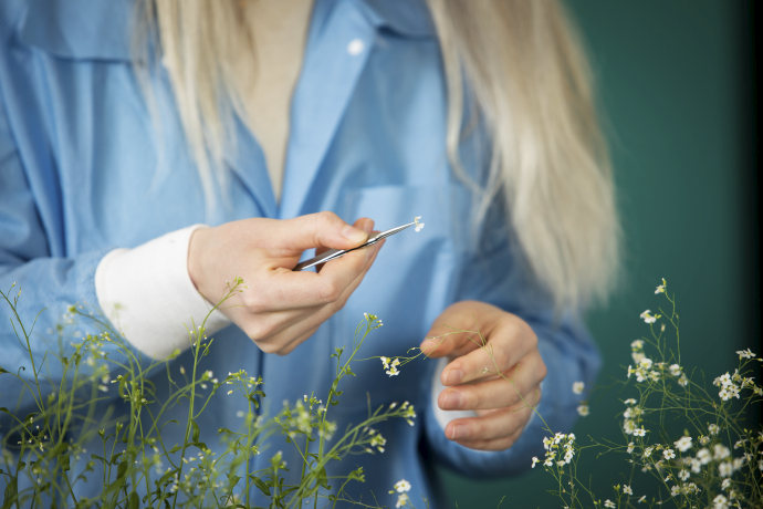 Hands holding plant material with tweezers and flowers in the foreground.