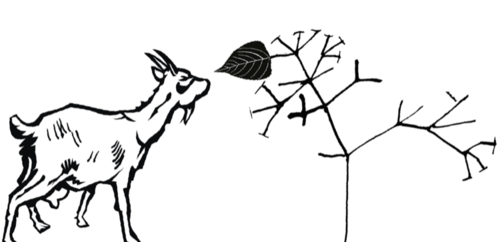 A goat looking at a leaf on Darwin's classic tree of life sketch.