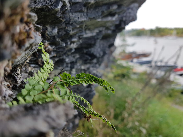Grønnburkne ved kysten av Ulvøya