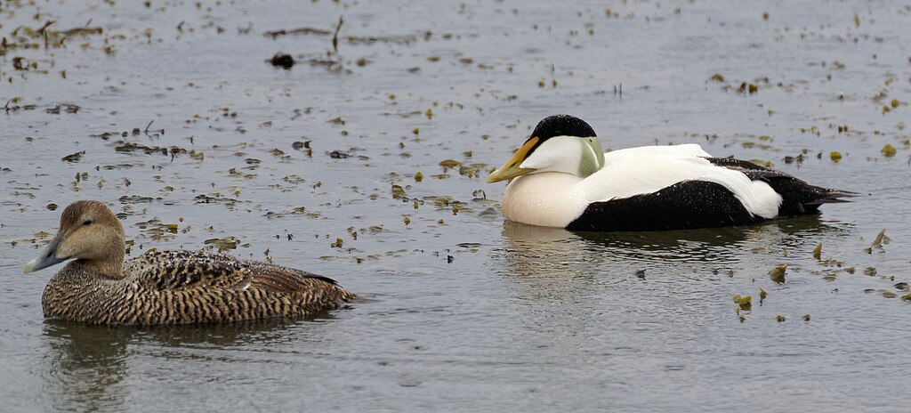 A picture of a common eider male and female at the beach. 