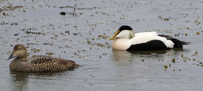 A picture of a common eider male and female at the beach. 