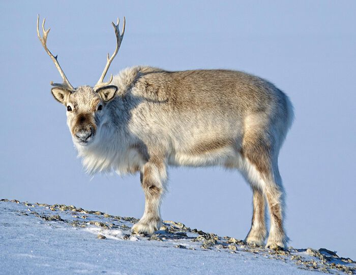 A picture of the Svalbard reindeer standing on snow covered ground.